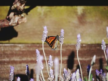 Close-up of butterfly pollinating on purple flower