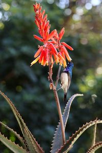 Close-up of red flowering plant