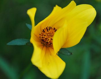 Close-up of yellow flower blooming outdoors