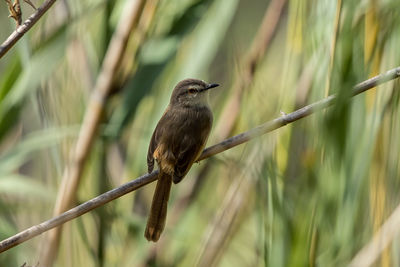 Close-up of bird perching on a plant