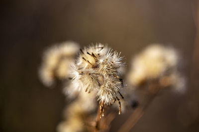 Close-up of wilted dandelion against blurred background