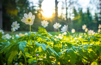 A beautiful white wood anemone growing in the spring forest.