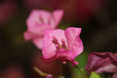 Close-up of pink rose flower