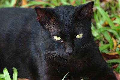 Portrait of black cat