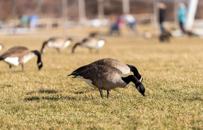 Bird on field