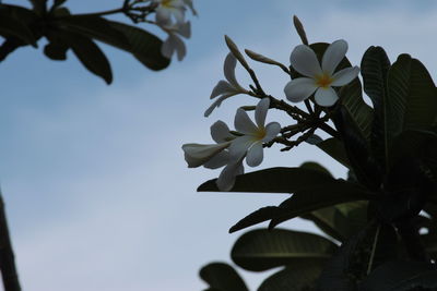 Low angle view of flowering plant against sky