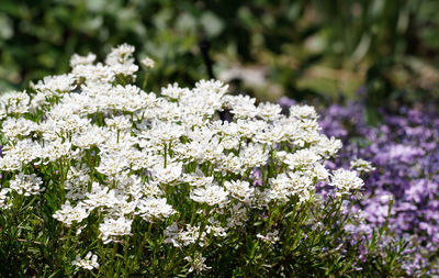 Close-up of white flowering plant on field