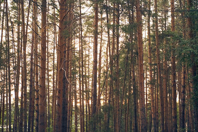 Pine trees in forest