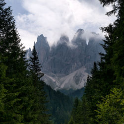 Scenic view of pine trees in forest against sky