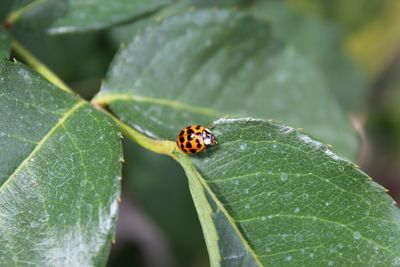 Close-up of ladybug on leaf