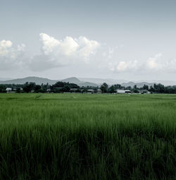 Scenic view of agricultural field against sky