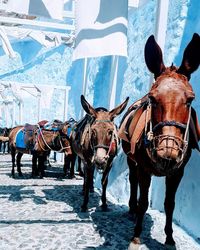 Waiting for tourists to take them for a ride in santorini island