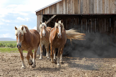 Horses galloping in ranch