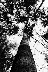 Low angle view of tree against sky