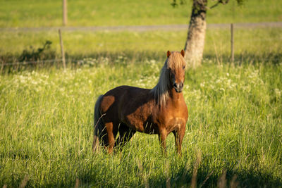 Horse standing in field