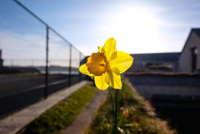 Close-up of yellow flower