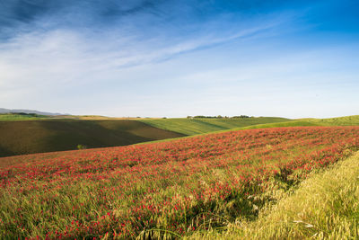 Scenic view of field against sky