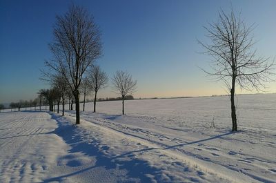 Trees on snow covered landscape