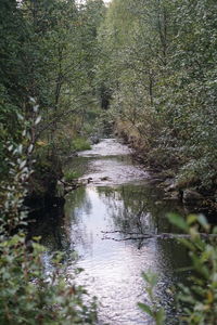 Scenic view of forest