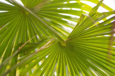 Low angle view of palm trees