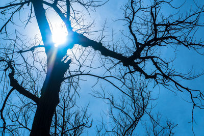 Low angle view of silhouette bare trees against sky