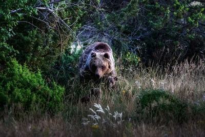 Portrait of an animal in forest