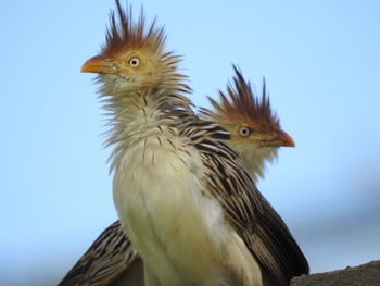 Close-up of a bird against clear blue sky