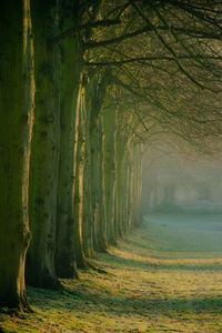 View of trees on field