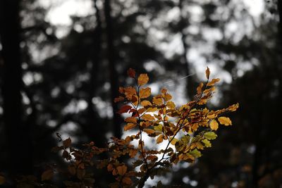 Close-up of autumn leaves on tree