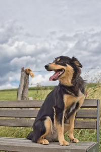 Dog looking away on wood against sky
