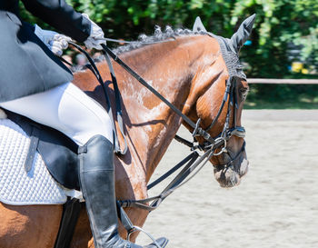 Midsection of man horseback riding