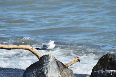 Seagull perching on rock by sea