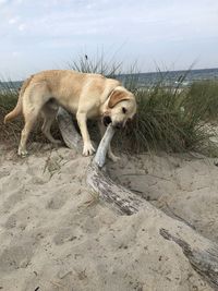 View of a dog on beach