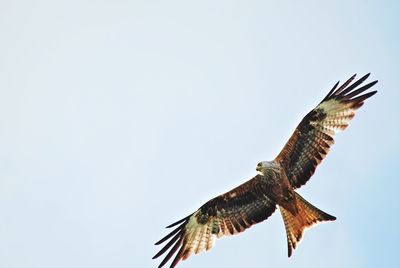 Low angle view of eagle flying against clear sky