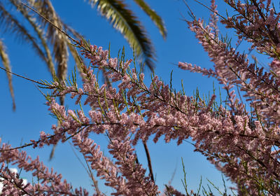 Low angle view of plants against blue sky