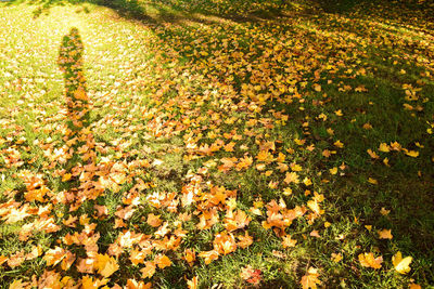 High angle view of flowering plants on field