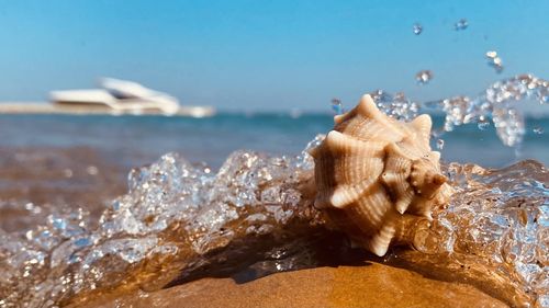 Close-up of shells on shore