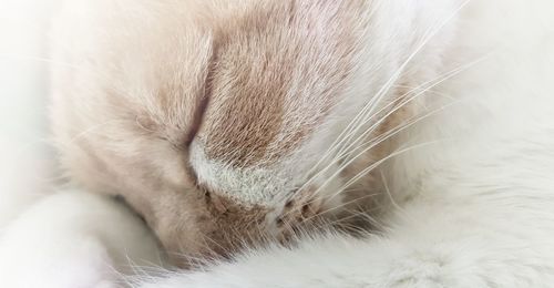 Close-up of cat