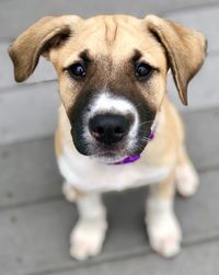 Close-up portrait of puppy