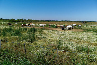 Cows grazing on field against clear sky