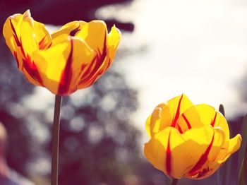 Close-up of red tulips