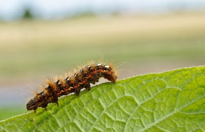 Close-up of insect on plant