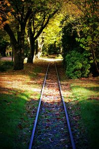 Railroad track amidst trees