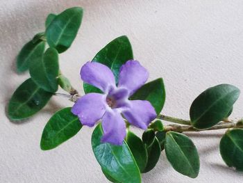 Close-up of purple flowers