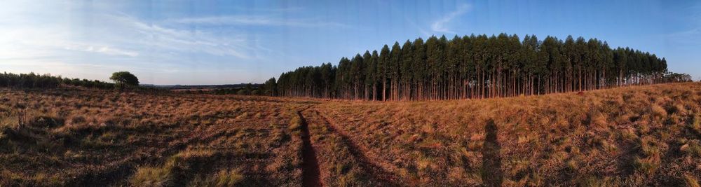 Panoramic view of agricultural field against sky