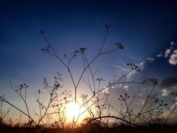 Sun shining through trees