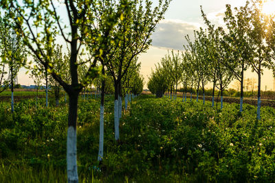 Trees growing on field against sky