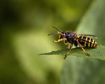 Close-up of insect