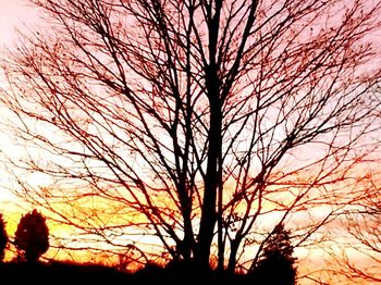 Low angle view of bare tree against sky