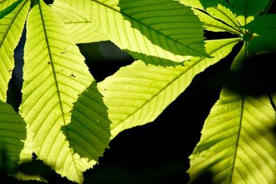 Close-up of green leaves